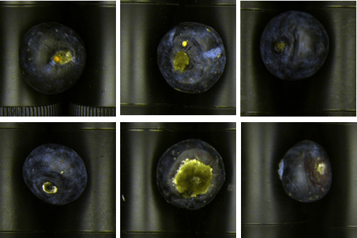 Borówka z defektem:  Pleśń